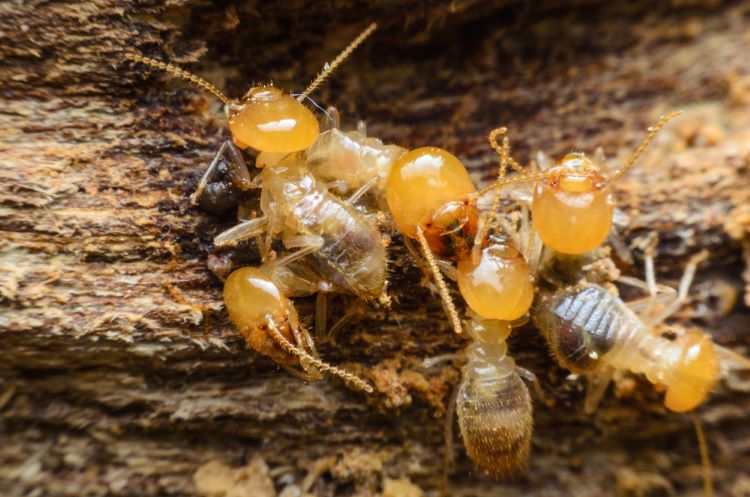 Termites dans un élément en bois